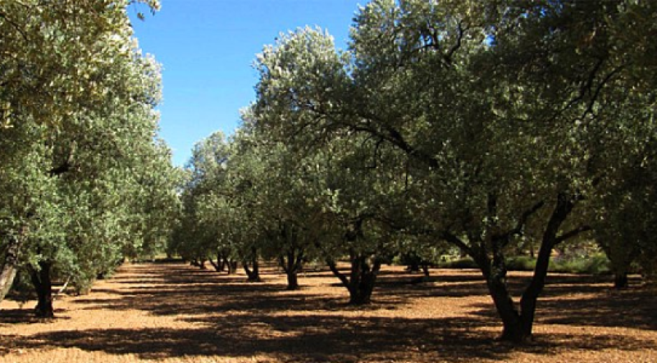 CENTRO PÚBLICO EDUCACIÓN PERSONAS ADULTAS ALCORISA